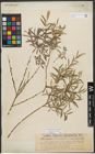 Foto von Salix purpurea L.
